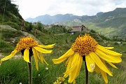 90 Arnica montana con Rif. Calvi